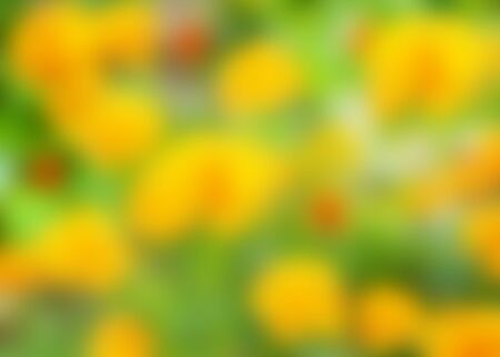 Interesting blurred background of flowers. Colorful background. Blurredの写真素材