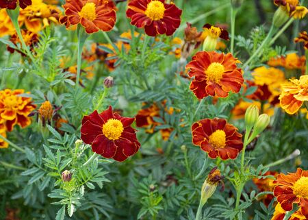 beautiful yellow flower. marigold. flowers for the garden.の写真素材
