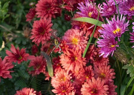A large yellow spider weaves a cobweb in the garden against a background of pink chrysanthemums. Spider web on flowers. Insect in the garden. Fear of spidersの写真素材