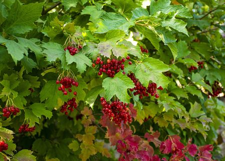 A branch of red viburnum grows in the garden in the fall. Harvesting. Useful berries used in medicine. Tasty tea with viburnum.
の写真素材