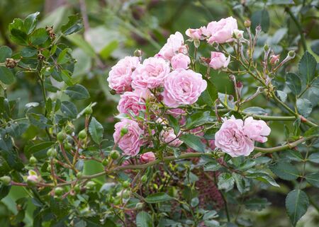Beautiful decorative rose blooms in the garden in nature. Pink bouquet of flowers. Buds of roses.の写真素材