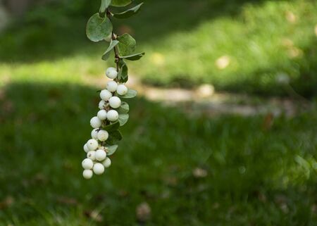 Green autumn bush with white berries grows in the garden. Snowberry. The bush news hangs beautifully in natureの写真素材