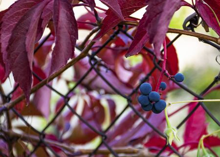 Beautiful curly purple flower. Autumn. Red leaves. Grapes Green vine on a fence in the garden. Ornamental plant for the garden.
の写真素材