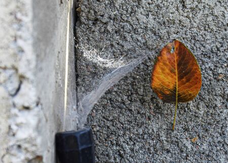 A spider weaves a web in the garden on the fence. Yellow autumn leaf hanging on a spider web. The spider wants to catch an insect. Fear of spidersの写真素材