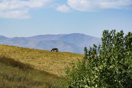 A horse grazes in a pasture on a background of mountains and blue sky. A horse eating grass in a natural meadowの写真素材