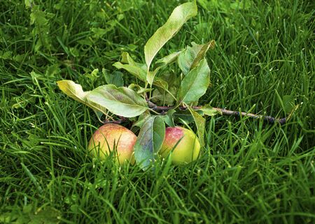 Beautiful young apples lie on the green grass in the fall. Harvesting the autumn harvest. Juicy fruits. Vitamins are natural.の写真素材