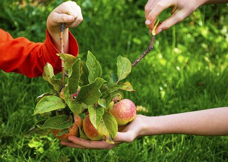 Childrens hands are holding beautiful young apples. In autumn, children pick apples from the tree. Harvesting the autumn harvest. Juicy fruits. Vitamins are natural.の写真素材