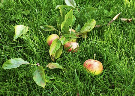 Beautiful young apples lie on the green grass in the fall. Harvesting the autumn harvest. Juicy...