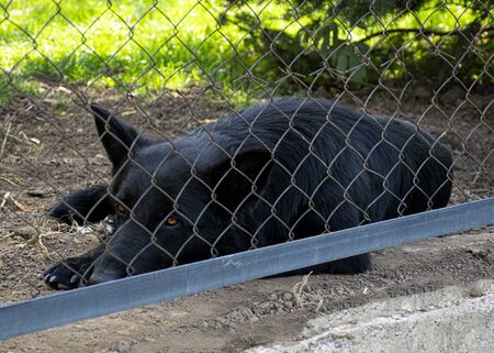 The black dog lives in the kennel. Very sad look of a dog. The dog behind the fence is lonely and homeless. Abandoned animal.の写真素材