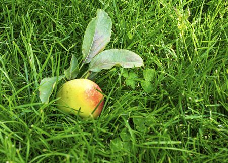 Beautiful young apples lie on the green grass in the fall. Harvesting the autumn harvest. Juicy fruits. Vitamins are natural.の写真素材