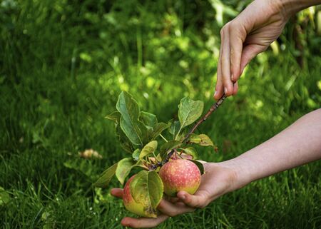 Childrens hands are holding beautiful young apples. In autumn, children pick apples from the tree. Harvesting the autumn harvest. Juicy fruits. Vitamins are natural.の写真素材