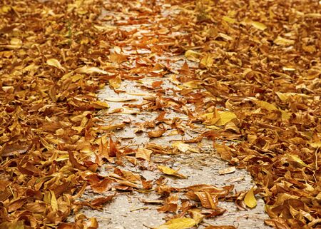 Yellow autumn foliage lies on the path. Autumn cloudy day after the rain. Leaves on the roadの写真素材