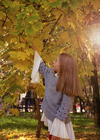 Beautiful young girl walks in the park in autumn. Autumn yellow maple leaves on a tree. Beautiful blond hair, eyes and a pretty face of a girl. Fashionable lady.の写真素材
