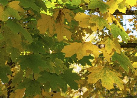 Autumn yellow maple leaves on a tree in a park. Fall foliage in the city. October is autumn.の写真素材