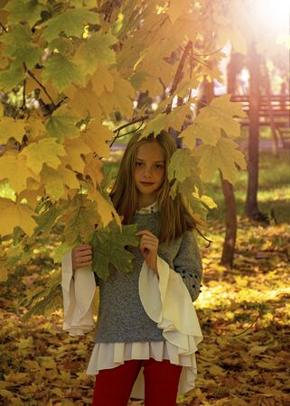 Beautiful young girl walks in the park in autumn. Autumn yellow maple leaves on a tree. Beautiful blond hair, eyes and a pretty face of a girl. Fashionable lady.の写真素材