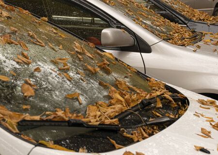 Autumn yellow and orange leaves lie on a car. Windshield in raindrops. Autumn cloudy weather. Reflection in the glassの写真素材