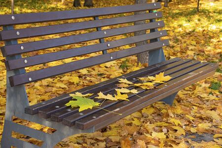 Autumn yellow leaves lie on a brown wooden park bench. Fall foliage in the city. Octoberの写真素材