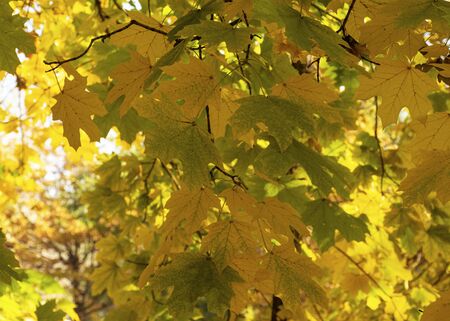 Autumn yellow maple leaves on a tree in a park. Fall foliage in the city. October is autumnの写真素材