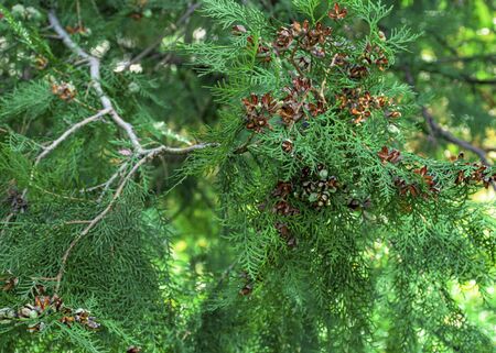 Thuja branch in the park in autumn with brown cones. Seeds Evergreen for the garden.
の写真素材