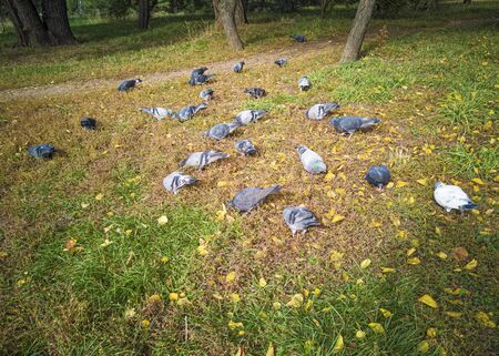 Pigeons eat on the grass in the park. Birds flew into the city.の写真素材