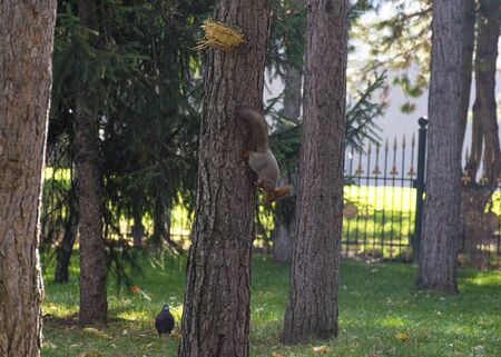 Beautiful red-haired fluffy squirrel plays in a city park. The natural habitat of animals. Big fluffy tail.の写真素材