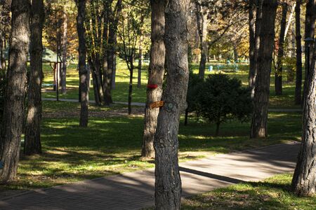 Bird feeder and squirrels in a park in the city. Help animals. DIY feeder.の写真素材
