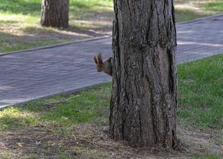 Beautiful red-haired fluffy squirrel plays in a city park. The natural habitat of animals. Big fluffy tail.
の写真素材