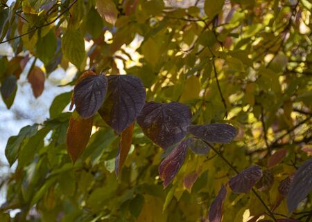 Red and green autumn leaves hang on a tree in the park. Ornamental plant for the garden. Autumn leaf fall.
の写真素材