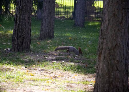 Beautiful red-haired fluffy squirrel plays in a city park. The natural habitat of animals. Big fluffy tail.
の写真素材