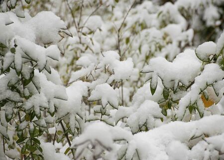 The first snow fell in the fall. Snow lies on green and yellow leaves. Snowfall and winter. Cloudy snowy weather.の写真素材