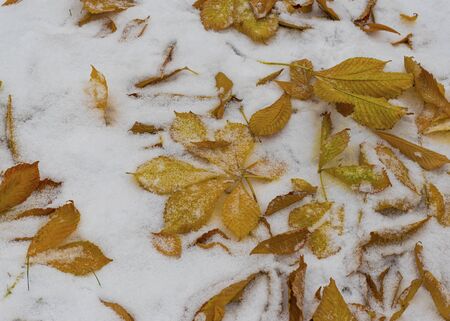 The first snow fell in the fall. Snow lies on green and yellow leaves. Snowfall and winter. Cloudy snowy weather.の写真素材