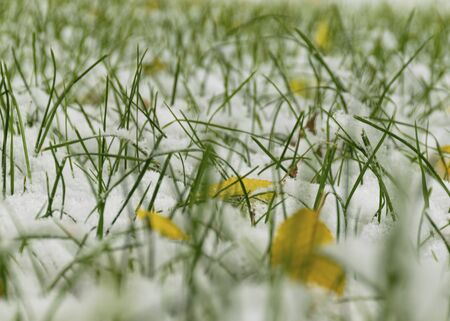 The first snow fell in the fall. Snow on the green grass with yellow leaves. Cloudy snowy weather. Background.の写真素材
