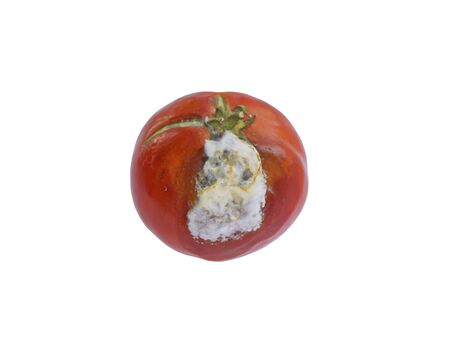 Moldy red tomato with white mold. Stale food. Leftover food in the kitchen. Chemistry in vegetables.の写真素材