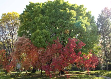 Beautiful autumn landscape. Red and green leaves on a tree. Autumn in the park.の写真素材