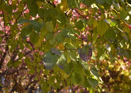 Red and green autumn leaves hang on a tree in the park. Ornamental plant for the garden. Autumn leaf fall.の写真素材