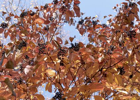 Red autumn leaf hanging on a tree in the park. Ornamental plant for the garden. Autumn. A bunch of black berries against a blue sky.の写真素材