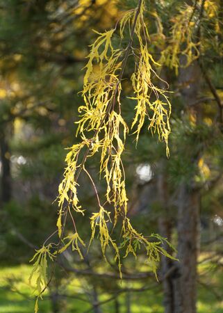 Tree branch with yellow leaves. Autumn time in the park. Beautiful autumn background.の写真素材