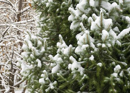 Evergreen coniferous trees in the snow. Thuja and spruce branches in the first white snow. Cloudy snow day.の写真素材