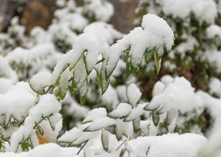 The first snow fell in the fall. Snow lies on green and yellow leaves. Snowfall and winter. Cloudy snowy weather.の写真素材