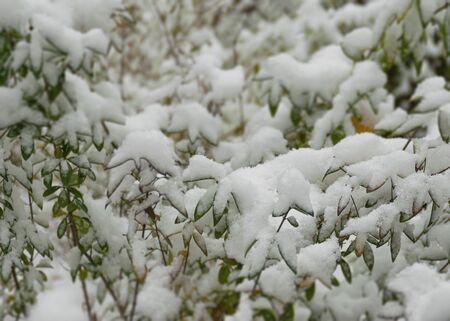 The first snow fell in the fall. Snow lies on green and yellow leaves. Snowfall and winter. Cloudy snowy weather.の写真素材