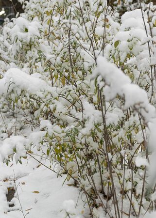 The first snow fell in the fall. Snow lies on green and yellow leaves. Snowfall and winter. Cloudy snowy weather.の写真素材