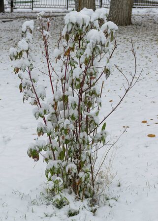 The first snow fell in the fall. Snow lies on green and yellow leaves. Snowfall and winter. Cloudy snowy weather.の写真素材