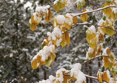 The first snow fell in the fall. Snow lies on green and yellow leaves. Snowfall and winter. Cloudy snowy weather.の写真素材