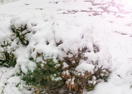 The first snow fell in the fall. Snow lies on green and yellow leaves. Snowfall and winter. Cloudy snowy weather.の写真素材