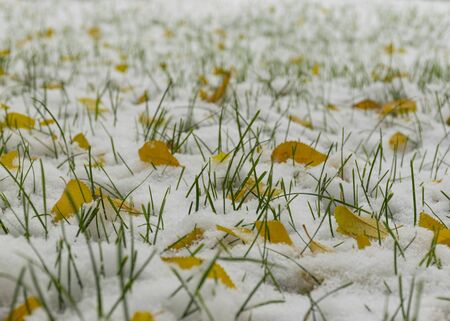 The first snow fell in the fall. Snow on the green grass with yellow leaves. Cloudy snowy weather. Background.の写真素材