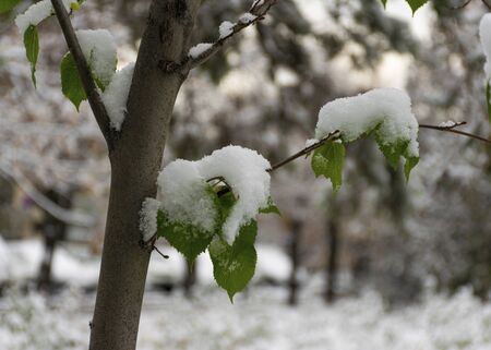 The first snow fell in the fall. Snow lies on green and yellow leaves. Snowfall and winter. Cloudy snowy weather.の写真素材