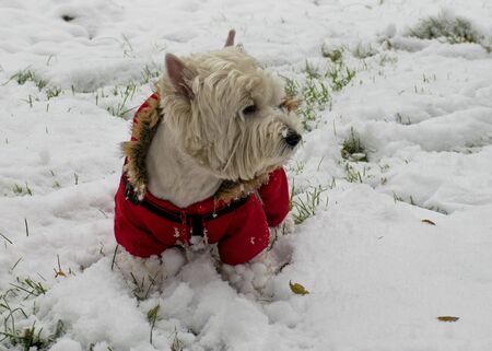 A white dog in red clothes walks in the park in the snow. Jumpsuit for dogs. Favorite petの写真素材
