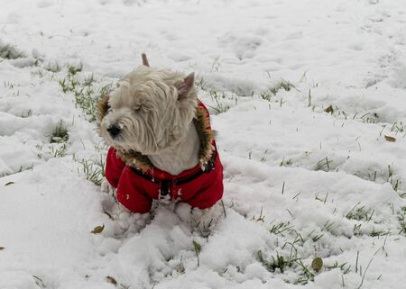 A white dog in red clothes walks in the park in the snow. Jumpsuit for dogs. Favorite petの写真素材
