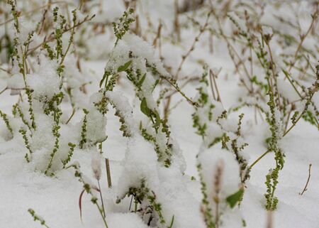white garden flower. beautiful bush in the garden. Springの写真素材