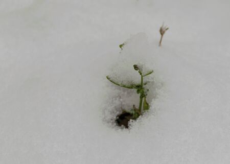 white garden flower. beautiful bush in the garden. Springの写真素材